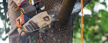 Reliable Palmerton, PA Tree Services Solutions