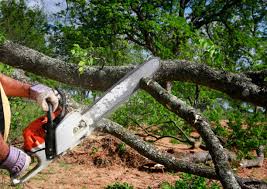 How Our Tree Care Process Works  in  Palmerton, PA